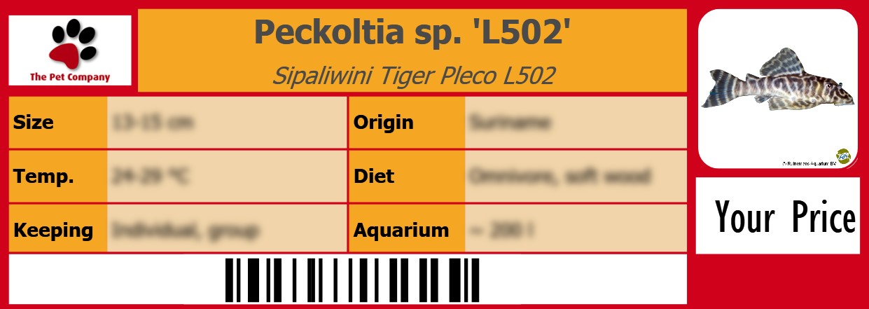 Peckoltia sp. 'L502' Sipaliwini Tiger Pleco L502 105 x 38 mm