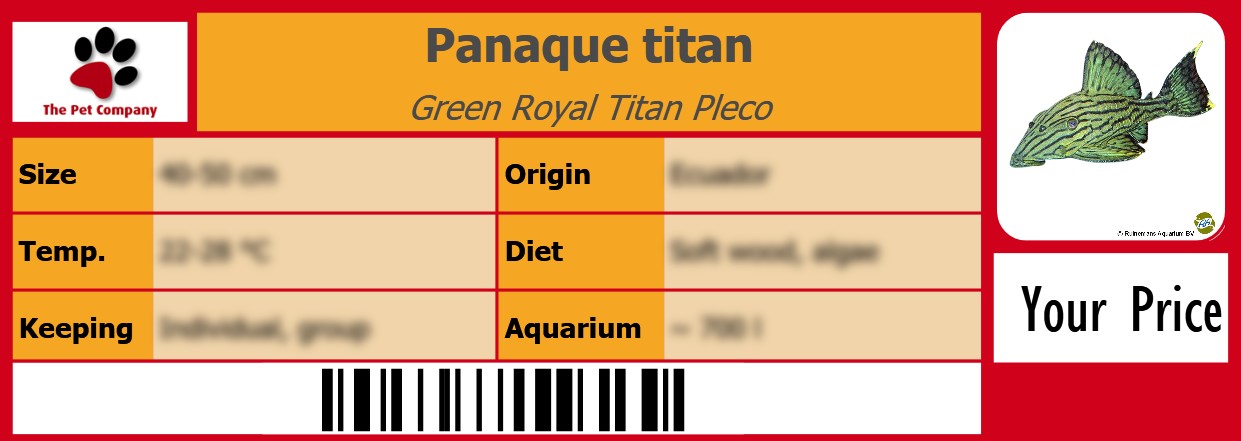 Panaque titan Green Royal Titan Pleco 105 x 38 mm