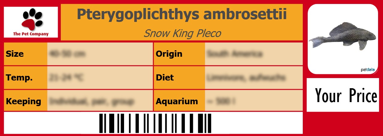 Pterygoplichthys ambrosettii Snow King Pleco 105 x 38 mm