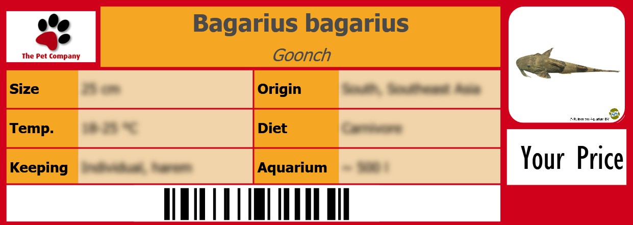 Bagarius bagarius Goonch 105 x 38 mm