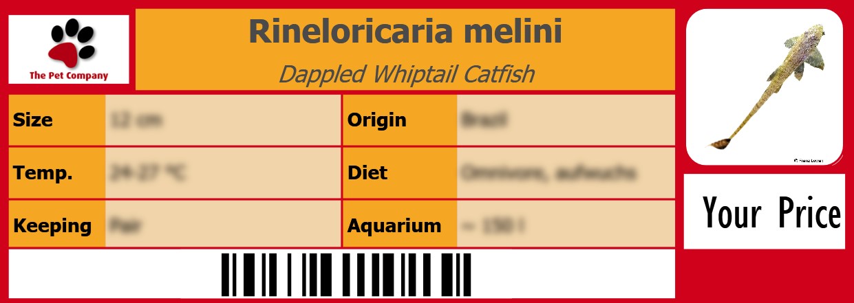 Rineloricaria melini Dappled Whiptail Catfish 105 x 38 mm