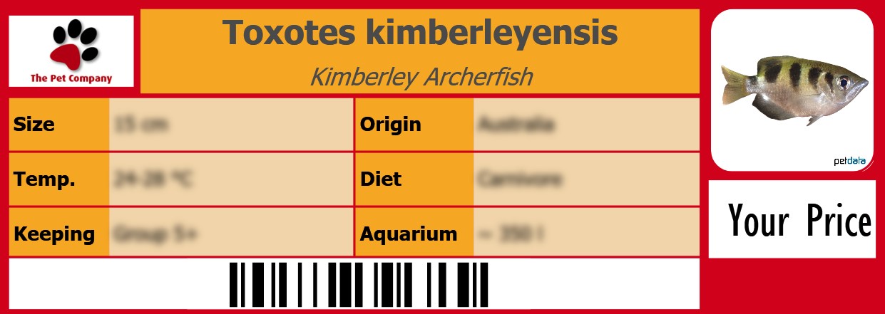 Toxotes kimberleyensis Kimberley Archerfish 105 x 38 mm