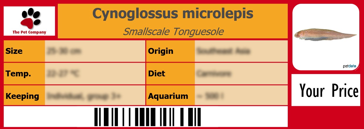 Cynoglossus microlepis Smallscale Tonguesole 105 x 38 mm