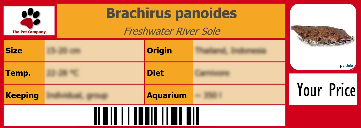 Brachirus panoides Freshwater River Sole 105 x 38 mm