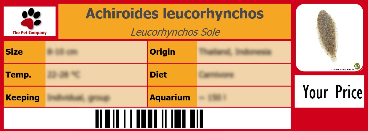 Achiroides leucorhynchos Leucorhynchos Sole 105 x 38 mm