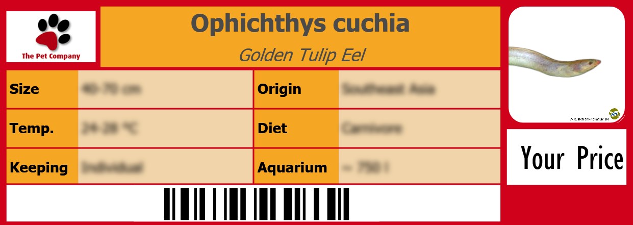 Ophichthys cuchia Golden Tulip Eel 105 x 38 mm