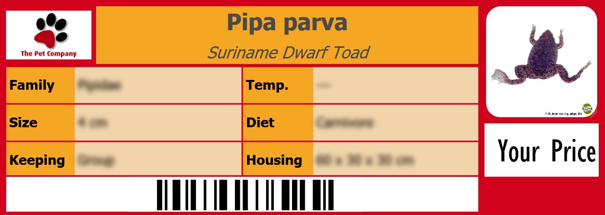 Pipa parva Suriname Dwarf Toad 105 x 38 mm
