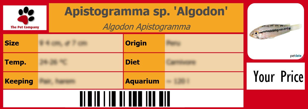 Apistogramma sp. 'Algodon' Algodon Apistogramma 105 x 38 mm
