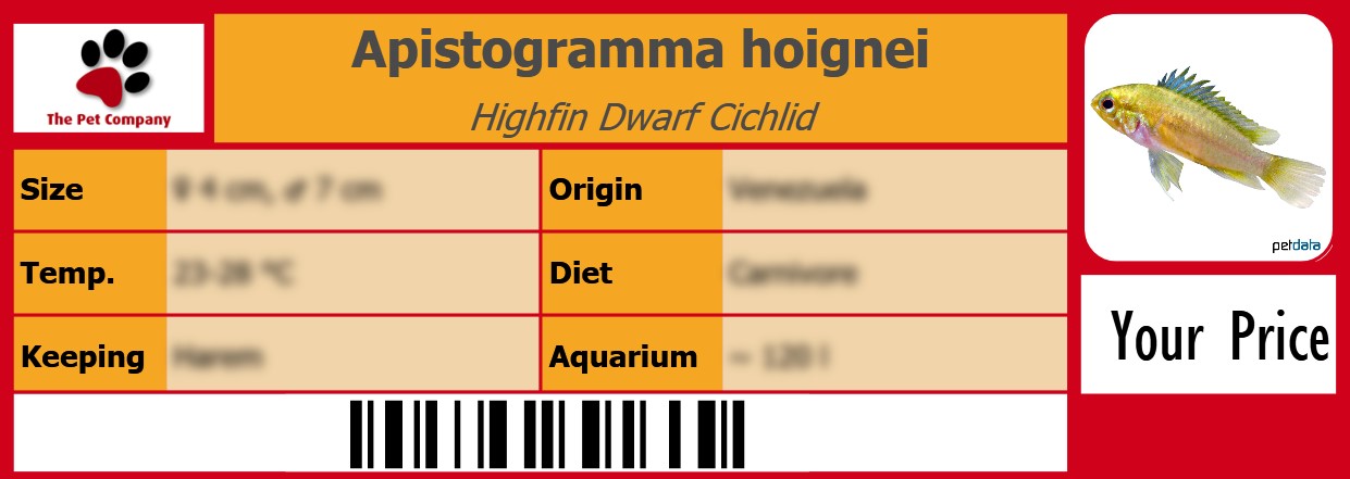 Apistogramma hoignei Highfin Dwarf Cichlid 105 x 38 mm