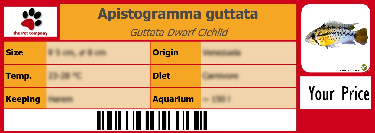 Apistogramma guttata Guttata Dwarf Cichlid 105 x 38 mm