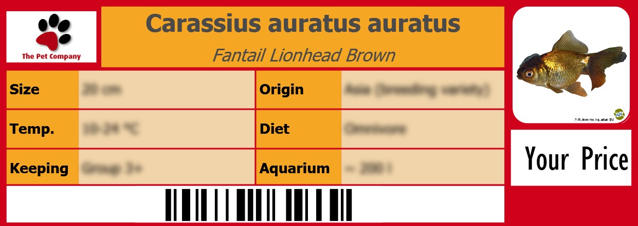 Carassius auratus auratus Fantail Lionhead Brown 105 x 38 mm