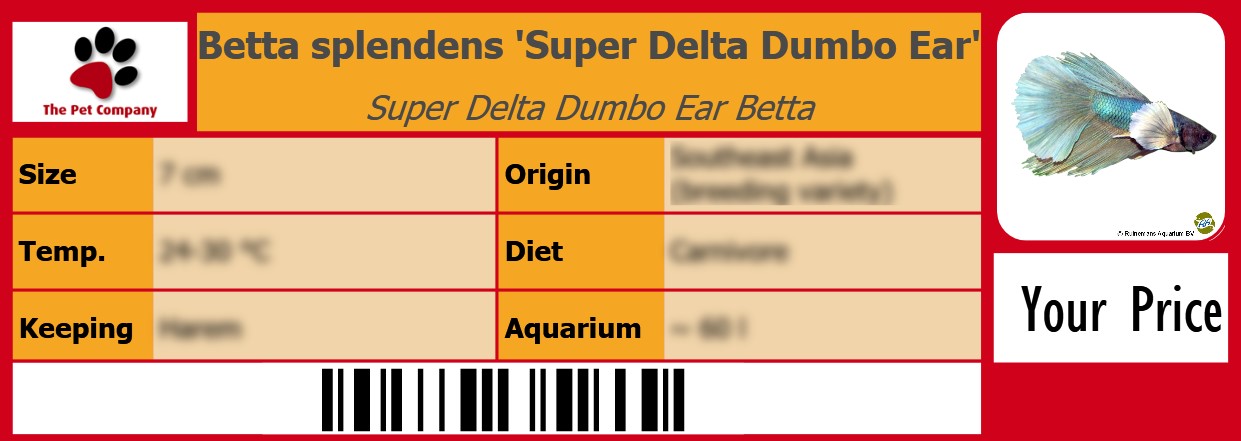 Betta splendens 'Super Delta Dumbo Ear' Super Delta Dumbo Ear Betta 105 x 38 mm