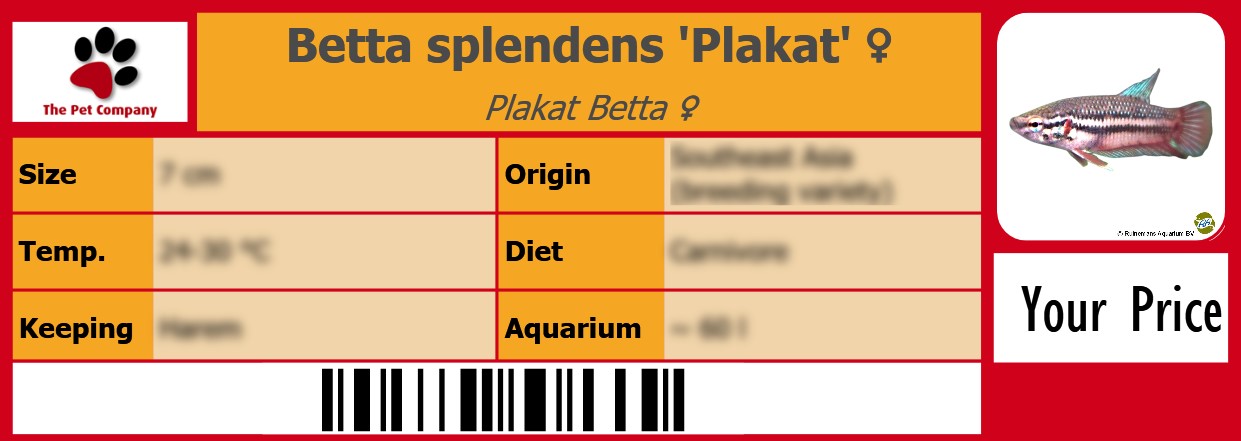 Betta splendens 'Plakat' ♀ Plakat Betta ♀ 105 x 38 mm