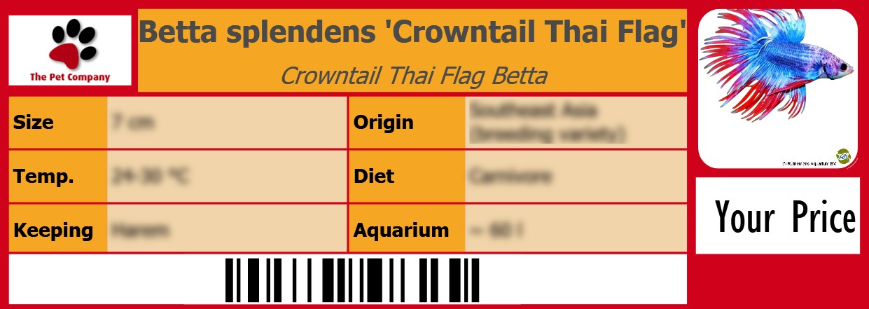 Betta splendens 'Crowntail Thai Flag' Crowntail Thai Flag Betta 105 x 38 mm