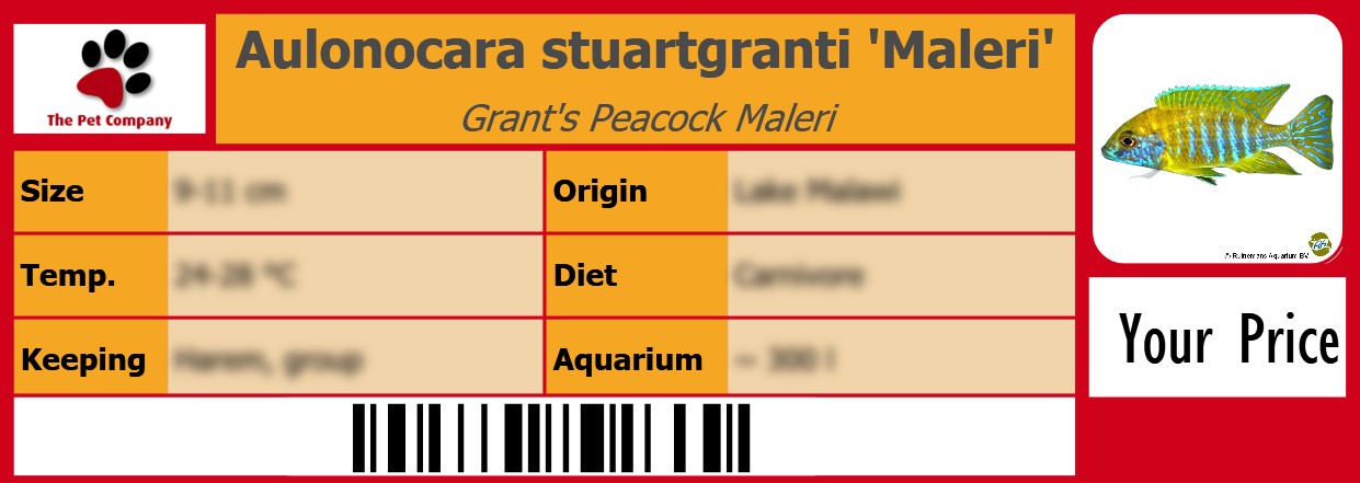 Aulonocara stuartgranti 'Maleri' Grant's Peacock Maleri 105 x 38 mm