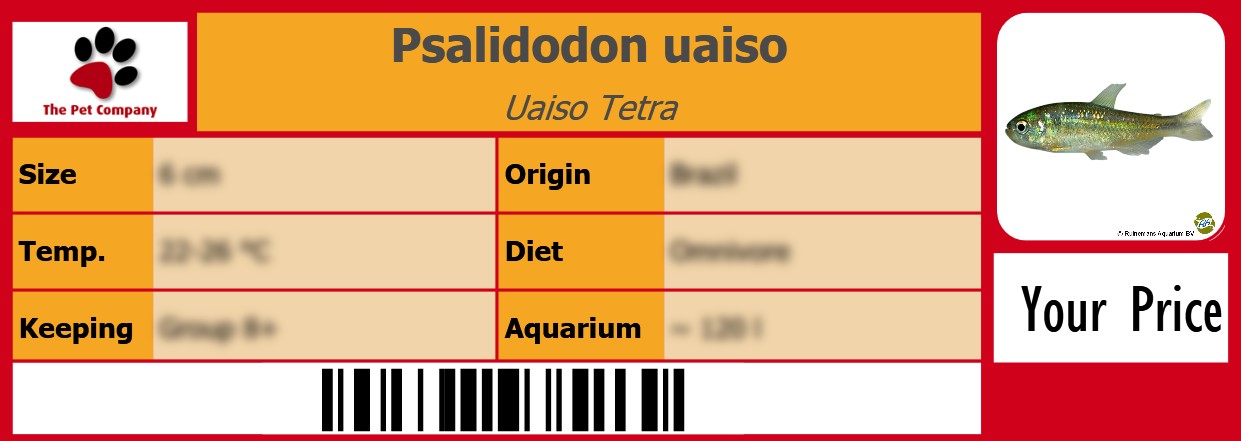 Psalidodon uaiso Uaiso Tetra 105 x 38 mm