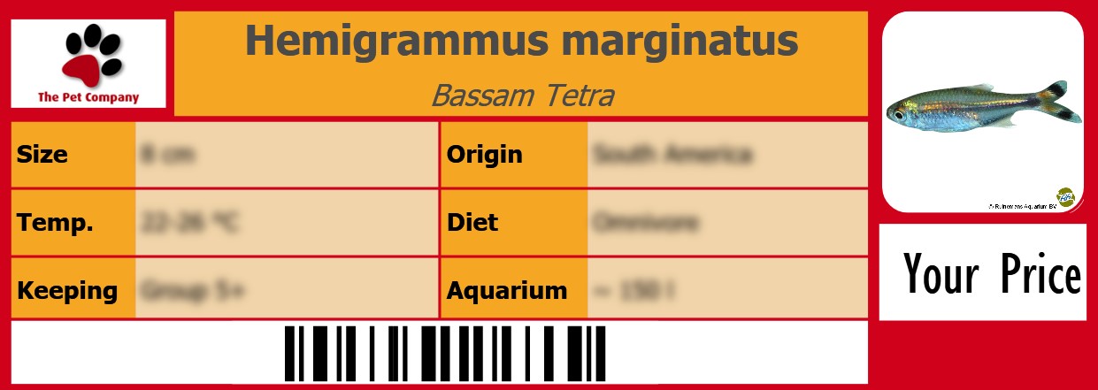 Hemigrammus marginatus Bassam Tetra 105 x 38 mm