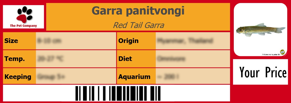 Garra panitvongi Red Tail Garra 105 x 38 mm
