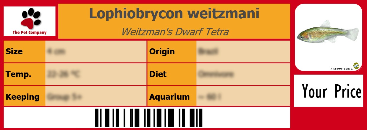 Lophiobrycon weitzmani Weitzman's Dwarf Tetra 105 x 38 mm