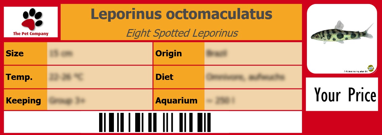 Leporinus octomaculatus Eight Spotted Leporinus 105 x 38 mm