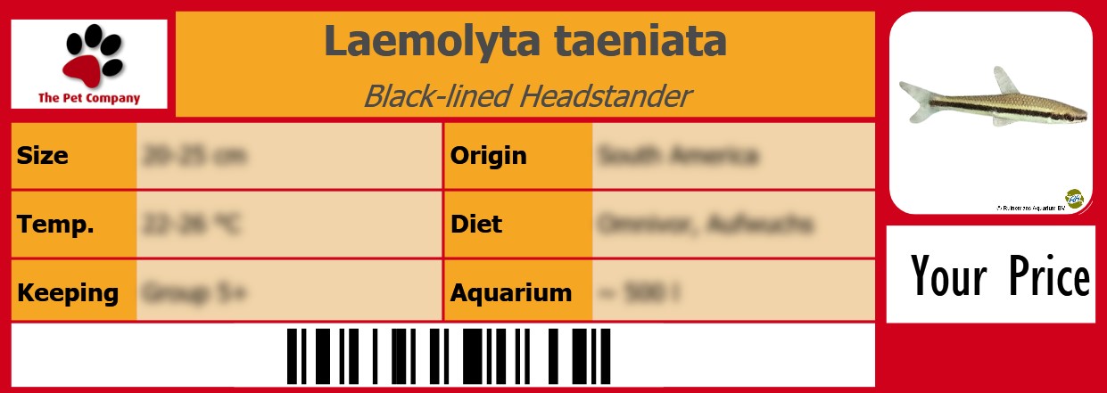 Laemolyta taeniata Black-lined Headstander 105 x 38 mm