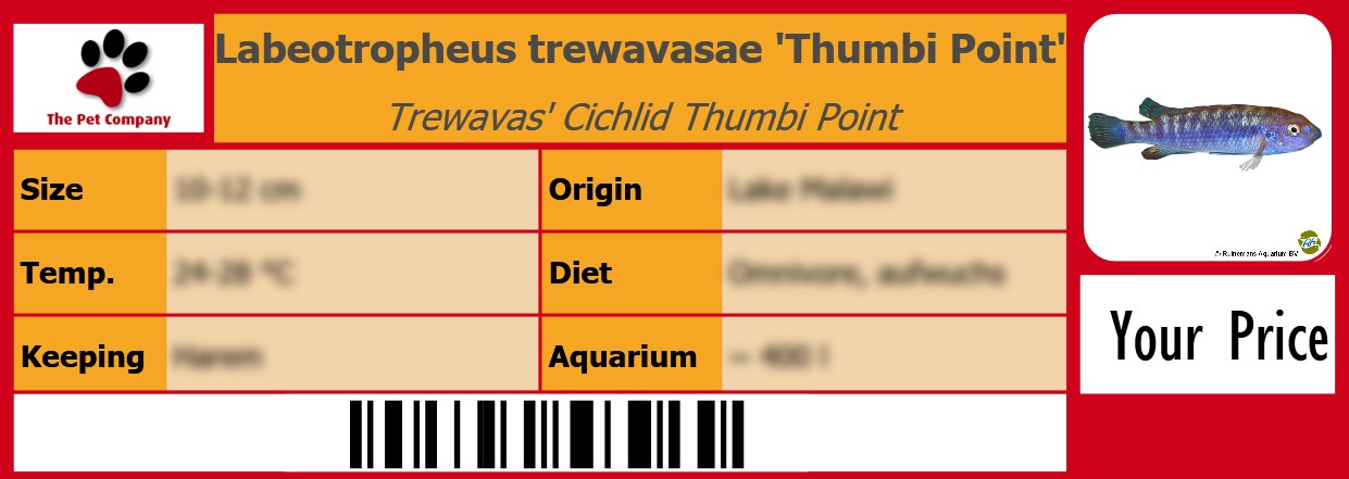 Labeotropheus trewavasae 'Thumbi Point' Trewavas' Cichlid Thumbi Point 105 x 38 mm