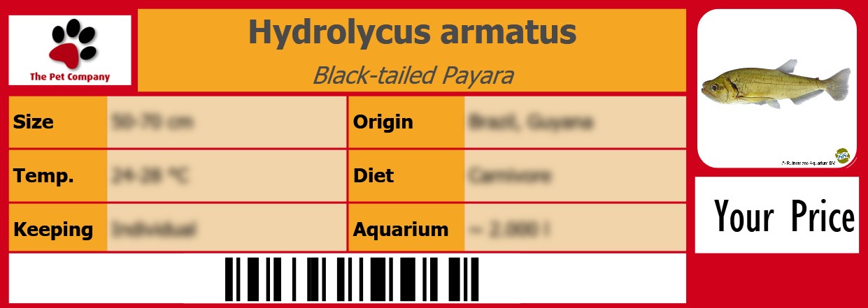 Hydrolycus armatus Black-tailed Payara 105 x 38 mm