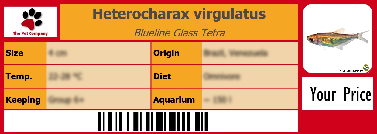 Heterocharax virgulatus Blueline Glass Tetra 105 x 38 mm