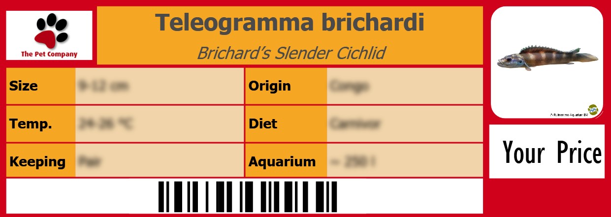 Teleogramma brichardi Brichard’s Slender Cichlid 105 x 38 mm