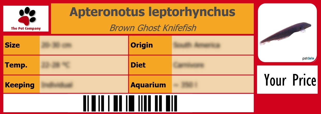 Apteronotus leptorhynchus Brown Ghost Knifefish 105 x 38 mm