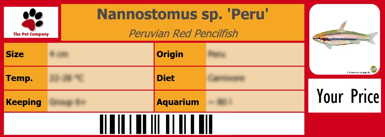 Nannostomus sp. 'Peru' Peruvian Red Pencilfish 105 x 38 mm