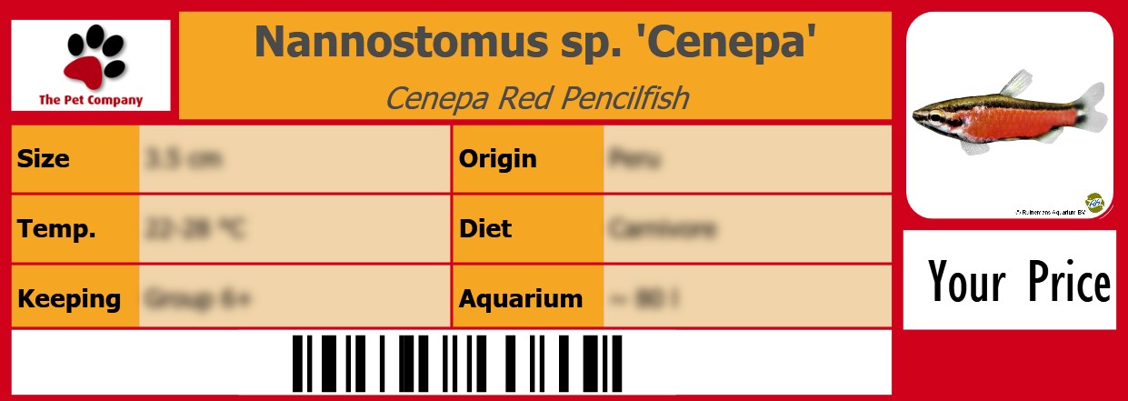 Nannostomus sp. 'Cenepa' Cenepa Red Pencilfish 105 x 38 mm