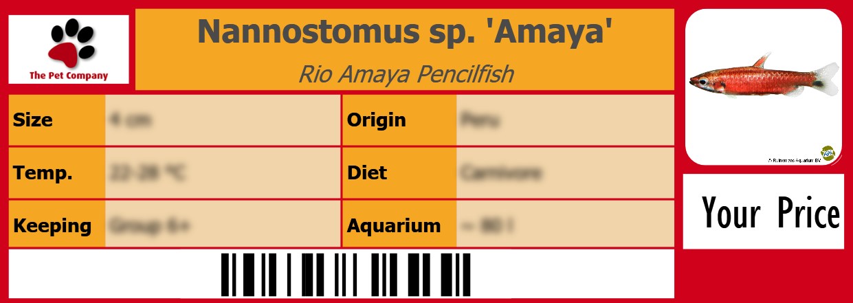 Nannostomus sp. 'Amaya' Rio Amaya Pencilfish 105 x 38 mm
