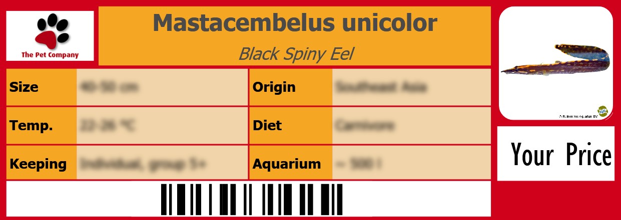 Mastacembelus unicolor Black Spiny Eel 105 x 38 mm
