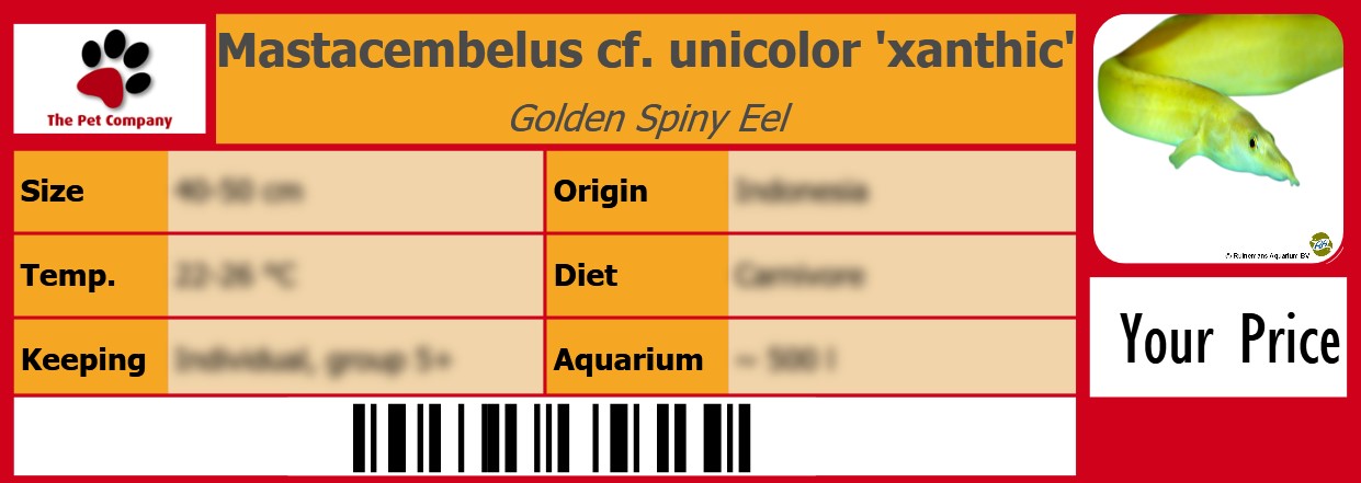 Mastacembelus cf. unicolor 'xanthic' Golden Spiny Eel 105 x 38 mm