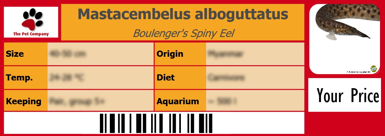 Mastacembelus alboguttatus Boulenger's Spiny Eel 105 x 38 mm