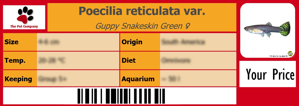 Poecilia reticulata var. Guppy Snakeskin Green ♀ 105 x 38 mm