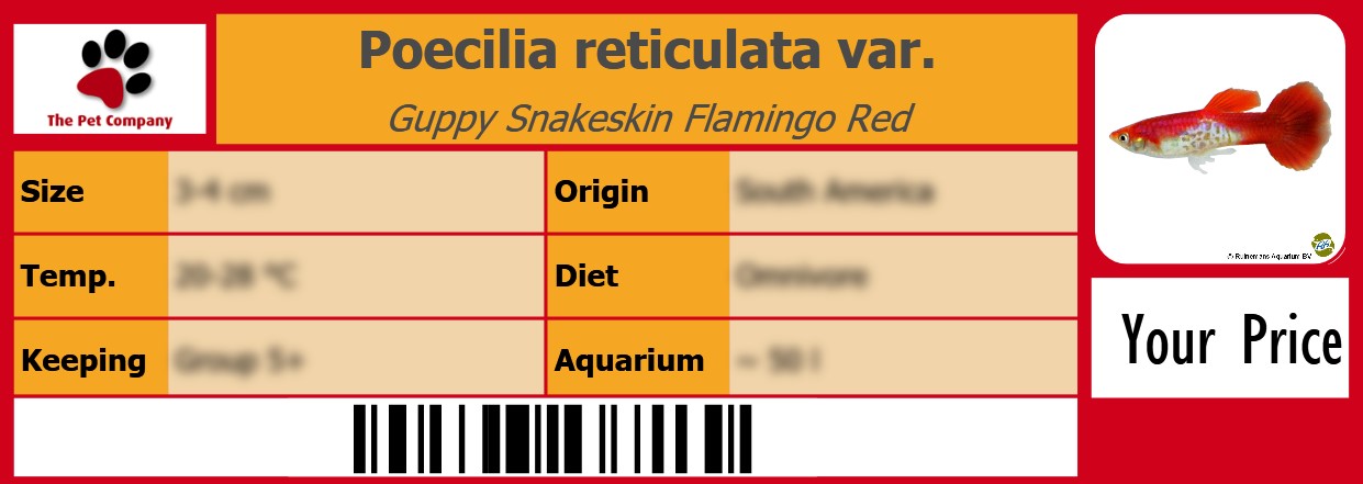 Poecilia reticulata var. Guppy Snakeskin Flamingo Red 105 x 38 mm