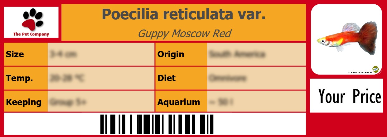Poecilia reticulata var. Guppy Moscow Red 105 x 38 mm