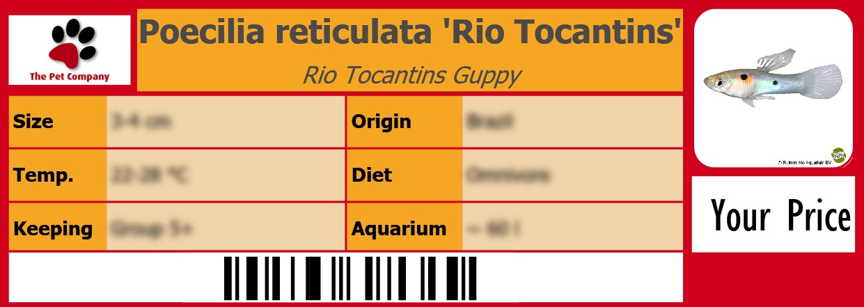 Poecilia reticulata 'Rio Tocantins' Rio Tocantins Guppy 105 x 38 mm