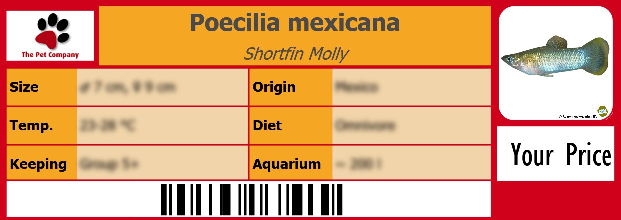 Poecilia mexicana Shortfin Molly 105 x 38 mm