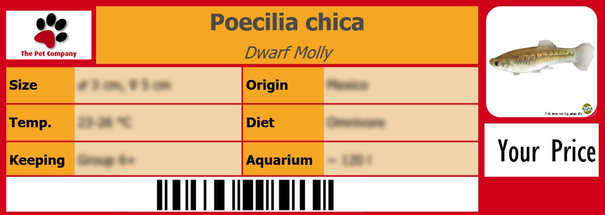 Poecilia chica Dwarf Molly 105 x 38 mm