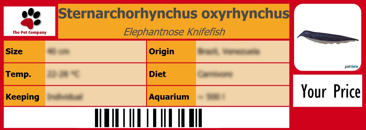 Sternarchorhynchus oxyrhynchus Elephantnose Knifefish 105 x 38 mm