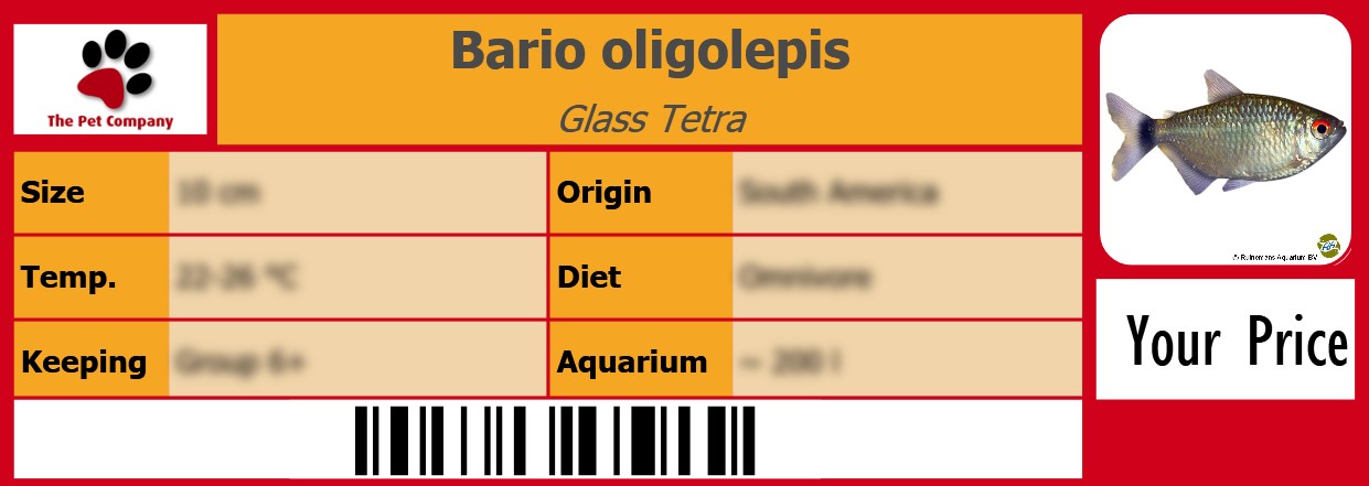 Bario oligolepis Glass Tetra 105 x 38 mm