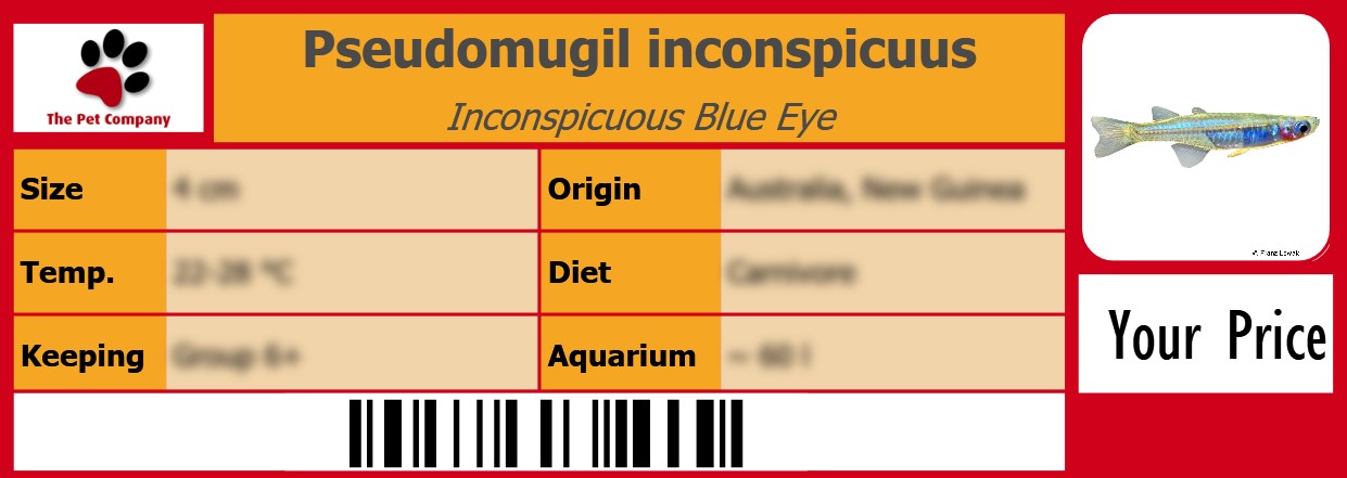 Pseudomugil inconspicuus Inconspicuous Blue Eye 105 x 38 mm