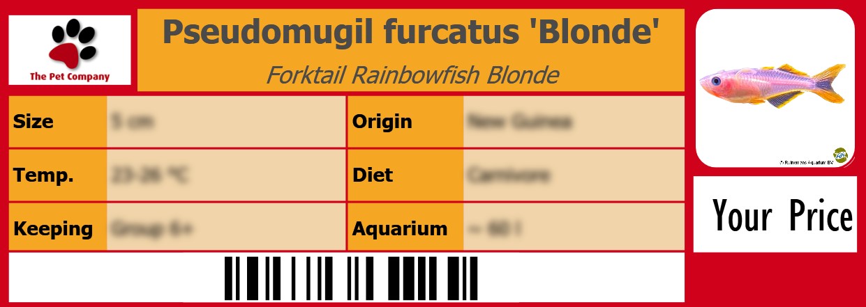 Pseudomugil furcatus 'Blonde' Forktail Rainbowfish Blonde 105 x 38 mm