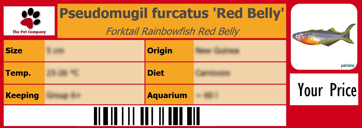 Pseudomugil furcatus 'Red Belly' Forktail Rainbowfish Red Belly 105 x 38 mm