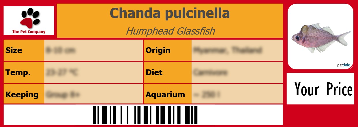 Chanda pulcinella Humphead Glassfish 105 x 38 mm