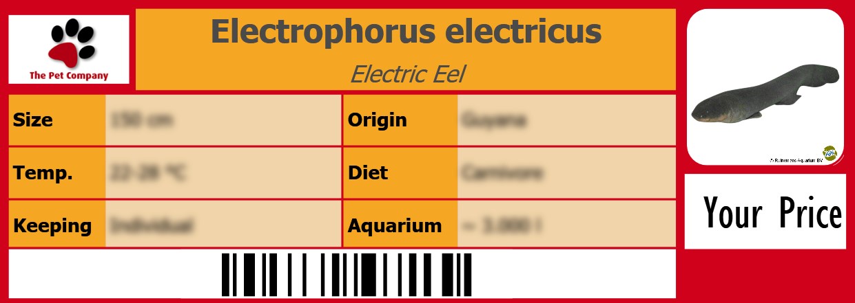 Electrophorus electricus Electric Eel 105 x 38 mm