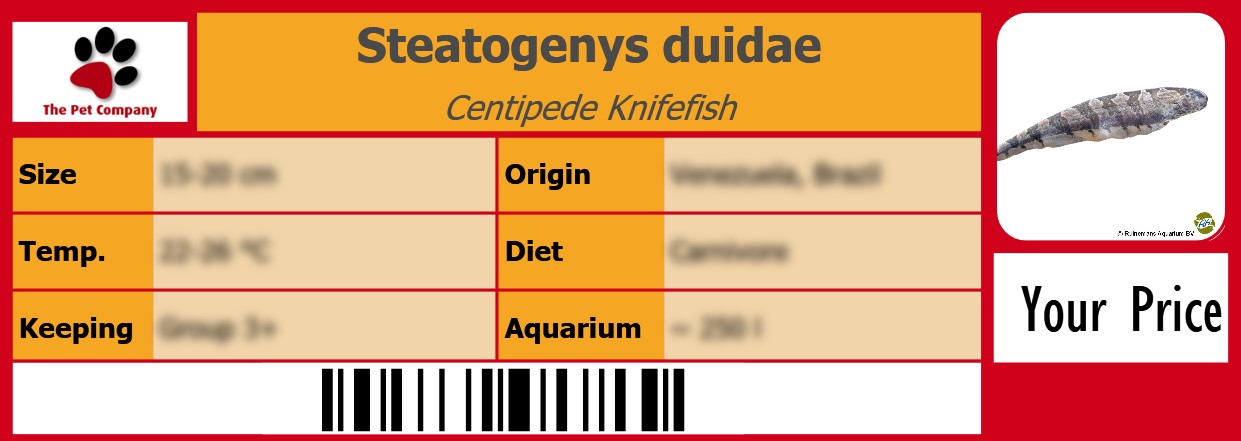 Steatogenys duidae Centipede Knifefish 105 x 38 mm